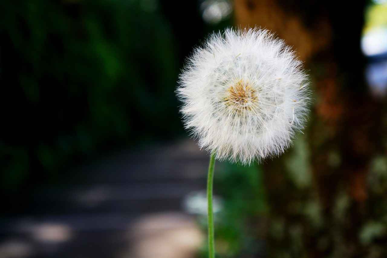 Sonuç