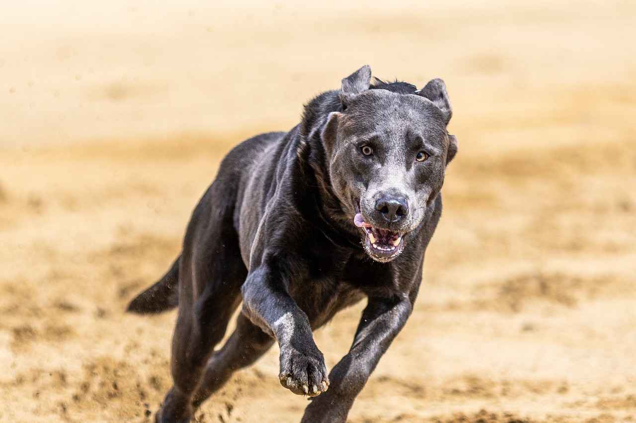 Kumaş Boyası ile Doğa Dostu Projeler Geliştirin