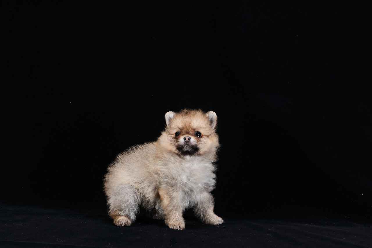 Kumaş Boyası ile Yapılabilecek Projeler