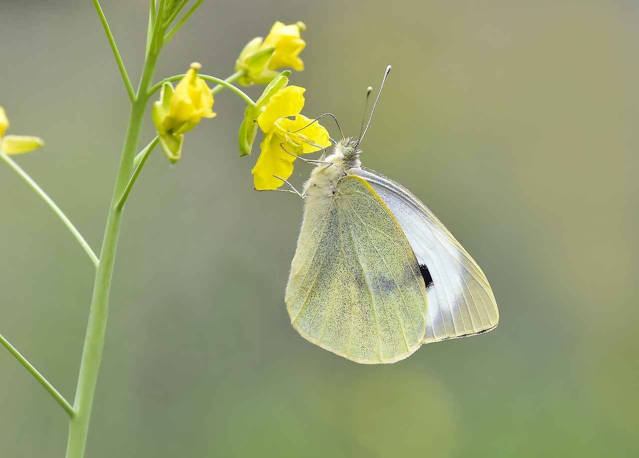 Kumaş Boyası Türleri