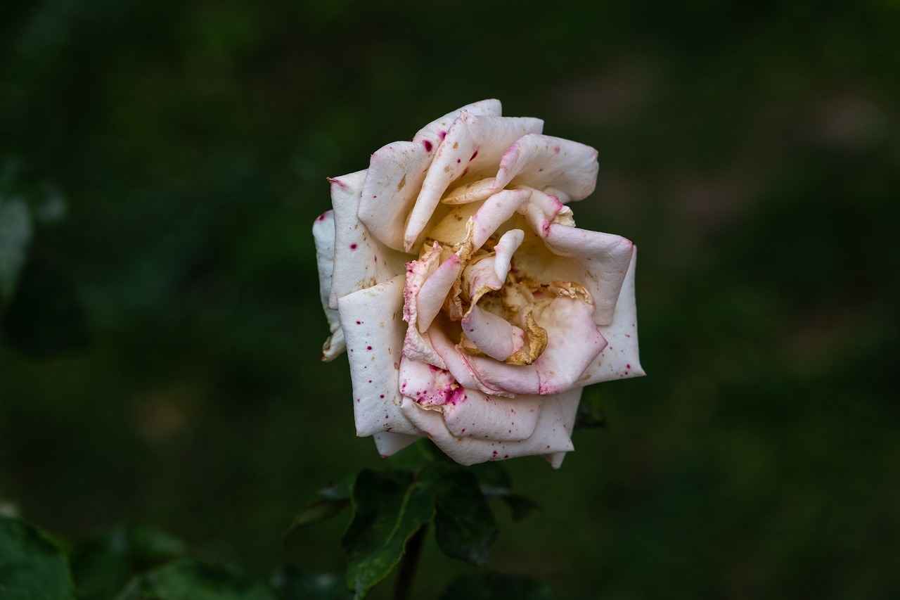 Kumaş Boyası ile Sıradışı Duvardan Duvara Tasarımlar