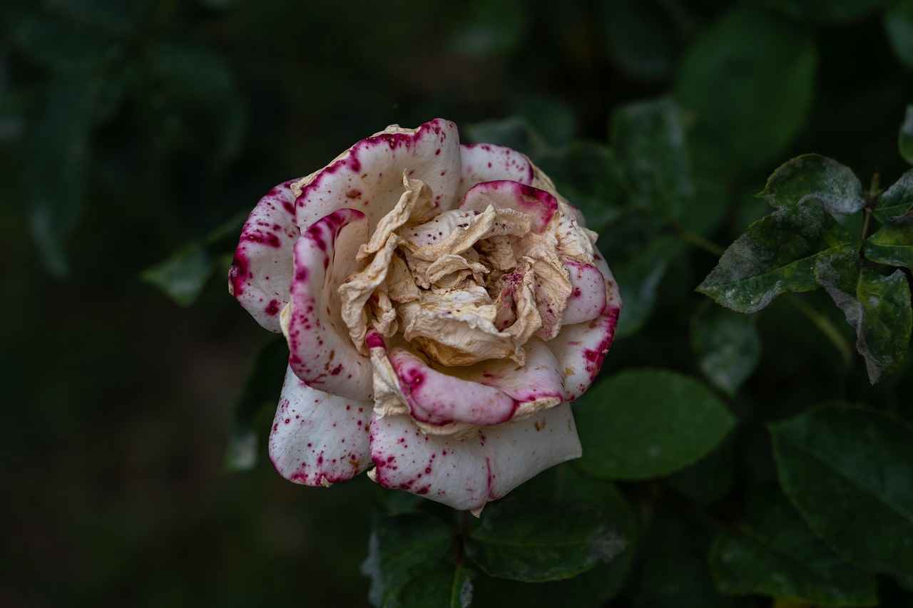 Kumaş Boyası ile Uygulama Teknikleri