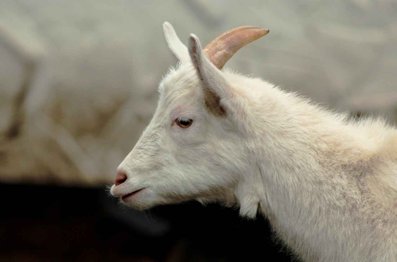 Hediye Paketleme ve Sunum Önerileri